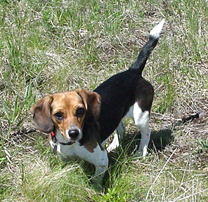 Widget The Blind Beagle Dachshund Mix Rolling Dog Farm