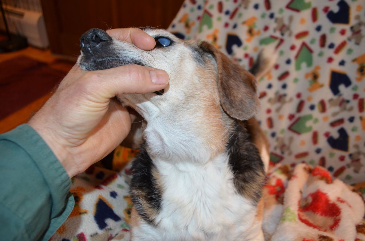 What Does A Swollen Lymph Node Look Like On A Dog