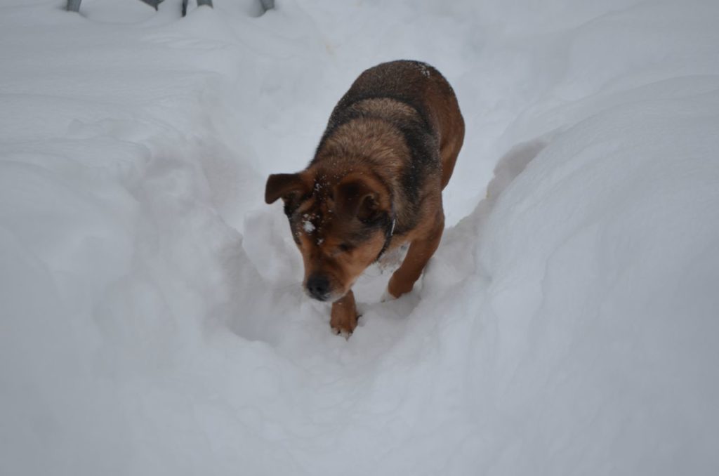 Bugsy on snowy trail 2
